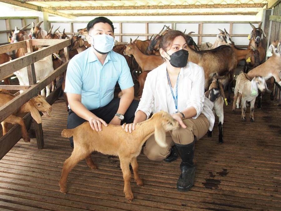 National Research Council of Thailand (NRCT) supports comprehensive goat farming research at PSU, pioneering new breeders to commercialization